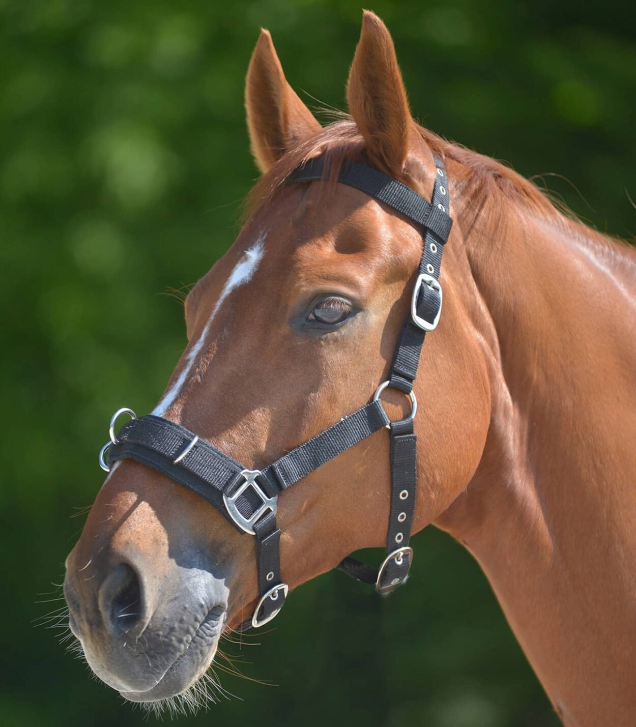 Kappzaum Economic schwarz