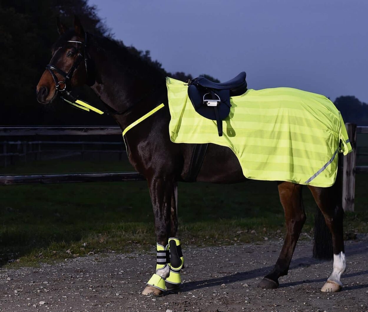 Busse Ausreitdecke Reflection